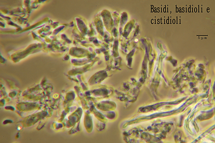 E'' sempre la solita Schizopora paradoxa?-foto8650 (Antrodia)